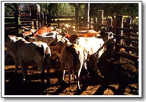 outback cattle