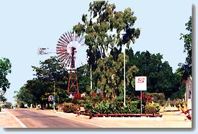 tree of knowledge barcaldine