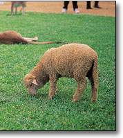 Australian Woolshed