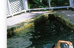 port douglas