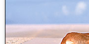 fraser island australia
