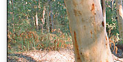 fraser island australia