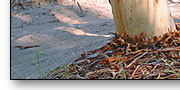 fraser island australia