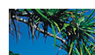 coolangatta gold coast