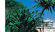 coolangatta gold coast