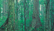 gold coast hinterland queensland