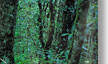 gold coast hinterland australia