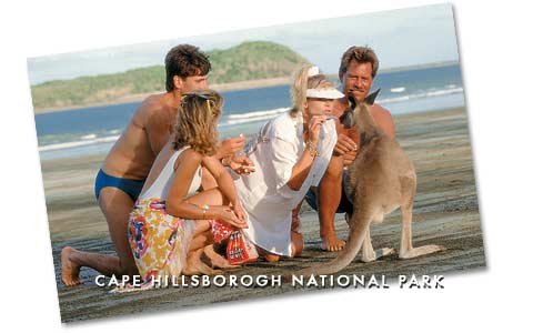 a kangaroo on the beach