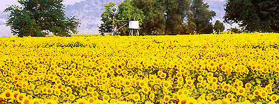 toowoomba hinterland
