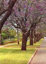 toowoomba garden city