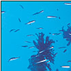 the great barrier reef