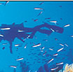the great barrier reef