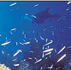 the great barrier reef