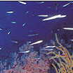 the great barrier reef