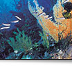 the great barrier reef