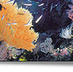 the great barrier reef