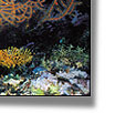 the great barrier reef