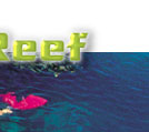 snorkelling at the reef