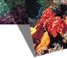 snorkelling at the reef