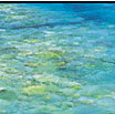 snorkeling in whitsundays