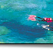 snorkeling in whitsundays