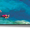 snorkeling in whitsundays