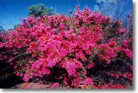 flowers in barcaldine