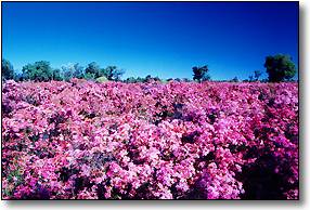 wild flowers barcaldine