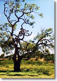 the historic coolabah tree